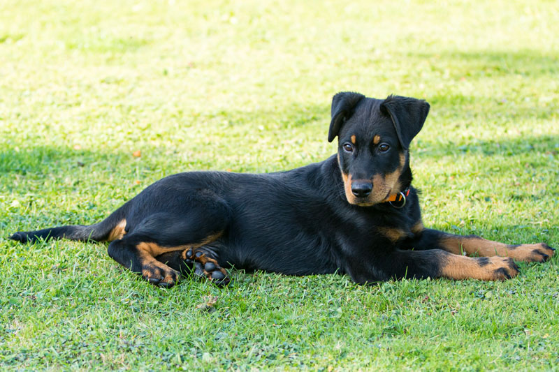 Beauceron (Berger de Beauce) Welpe liegt auf dem Boden