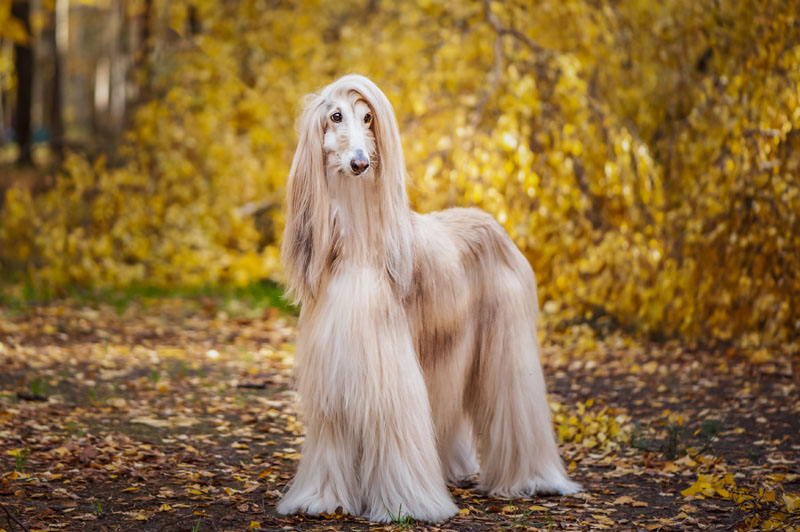 Der Langhaar Windhund steht im Park