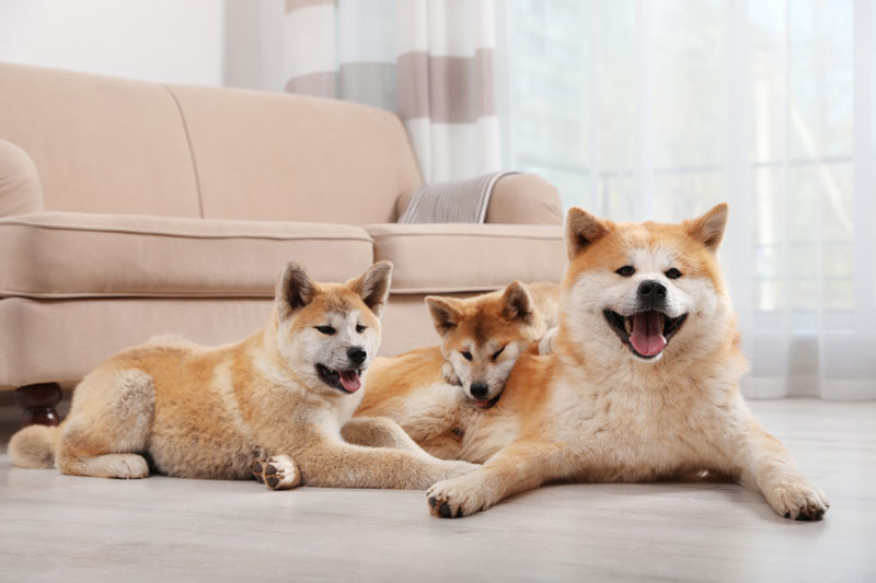 Hunderasse Akita Inu im Wohnzimmer - Hundefamilie