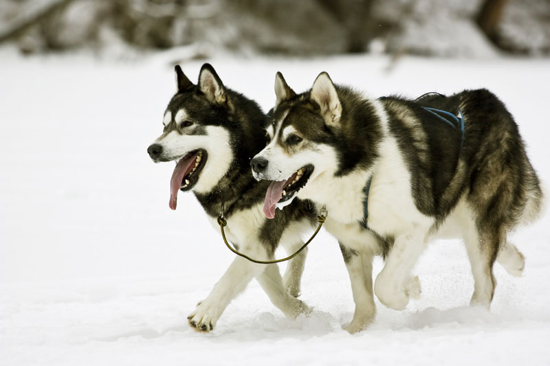 Alaskan Malamute - Husky im Schnee