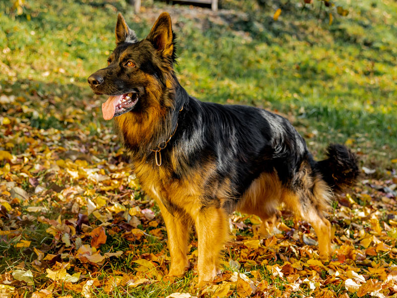 Altdeutscher Schäferhund im Wald