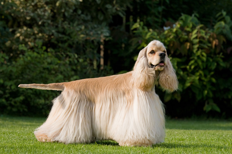 Hunderasse American Cocker Spaniel beim Fotoshooting