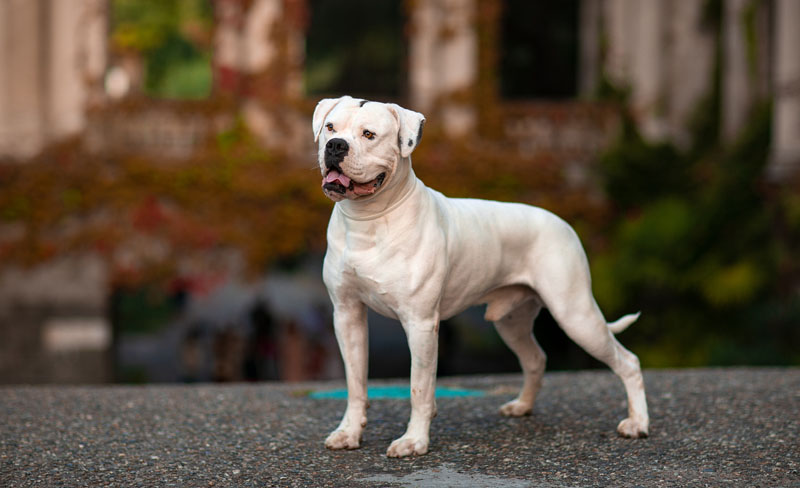 American Bulldog - Amerikanische Bulldogge