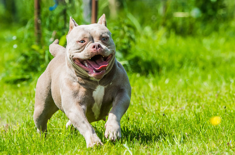 American Bully rennt auf der Wiese