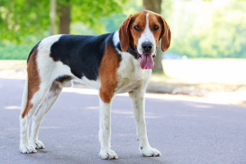 Hunderasse American Foxhound auf der Strasse