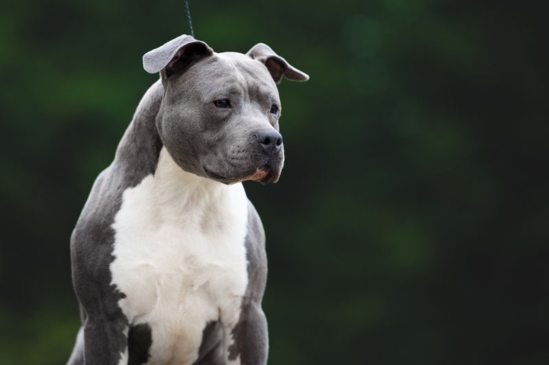 American Staffordshire Terrier steht vor gründen Hintergrund