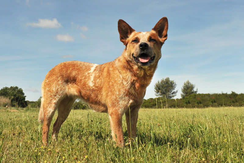 Australian Cattle Dog steht auf einem Feld