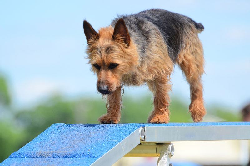 Australian Terrier beim Hundetraining