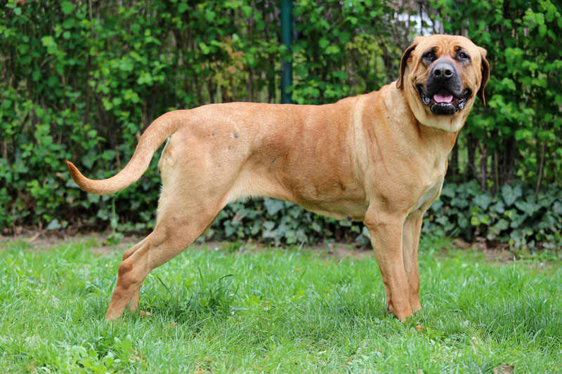 Bandog steht stark im Garten