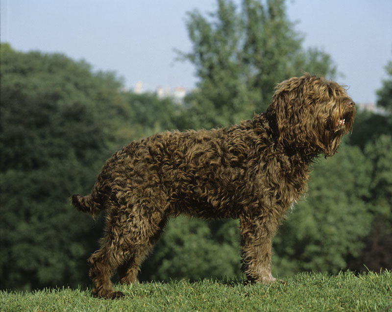 Wuscheliger Barbet Hund steht im Garten