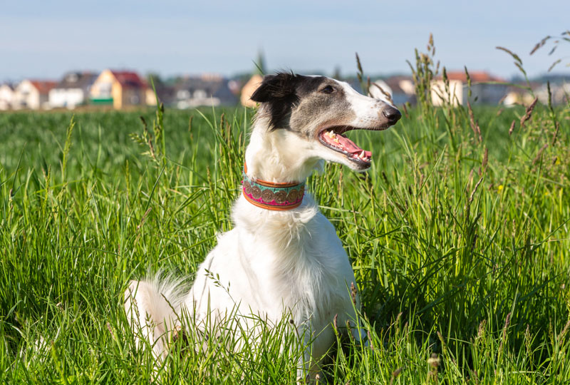 Greyhound - Barsoi liegt auf der Wiese