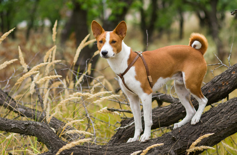 Basenji steht auf einen Baum