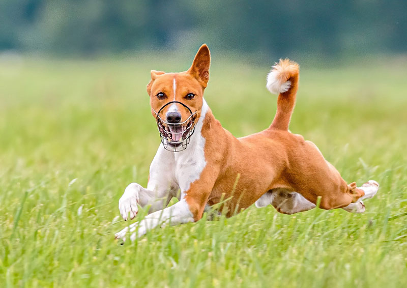Hunderasse Basenji