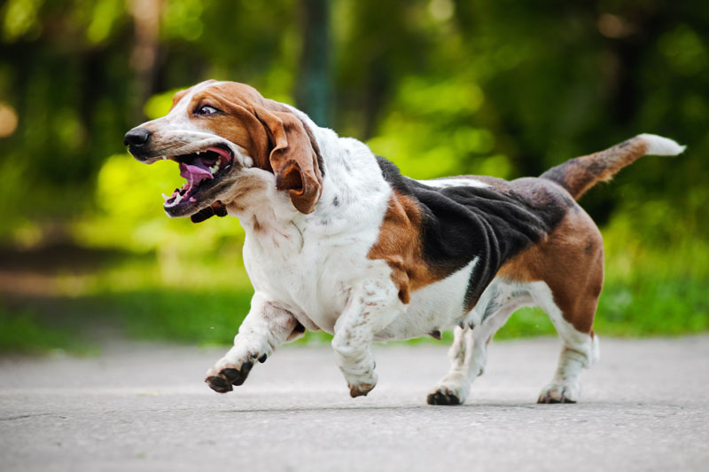 Basset Hound - Hunderasse am rennen