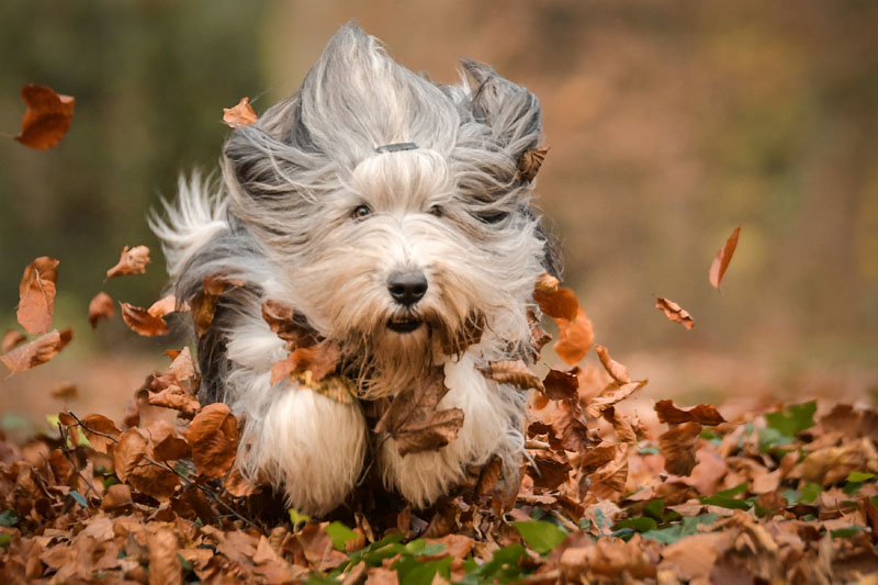 Bearded Collie im Herbst