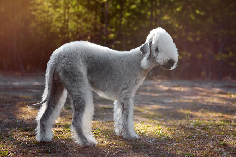 Eleganter grauer Bedlington Terrier