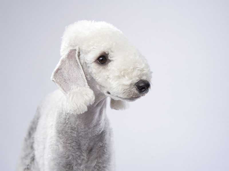 Bedlington Terrier Portrait Bild der Hunderasse