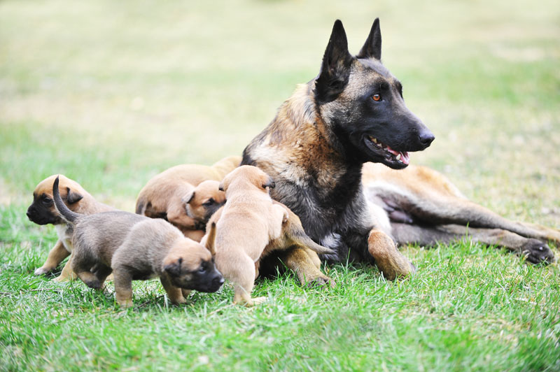 Belgischer Schäferhund (Malinois) mit Welpen Babys