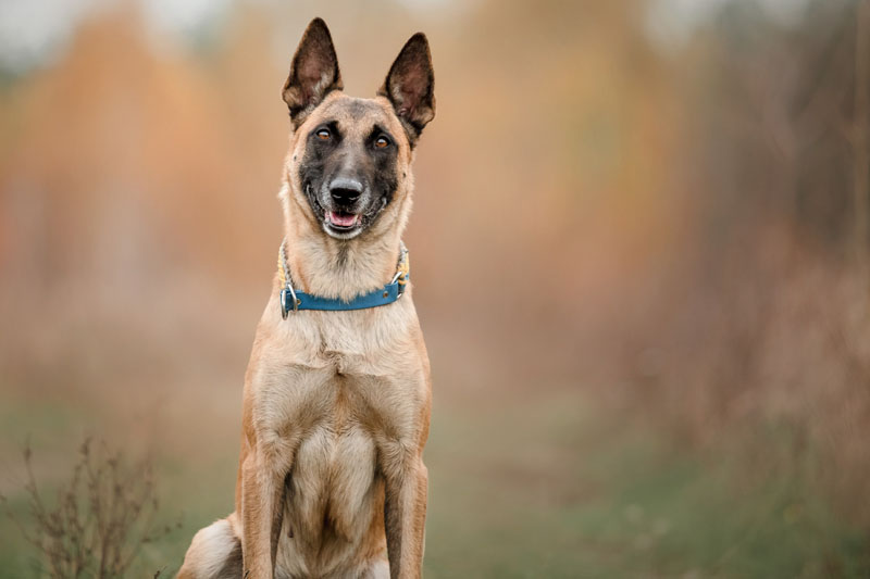 Aufmerksame Hunderasse - Belgischer Schäferhund (Malinois)