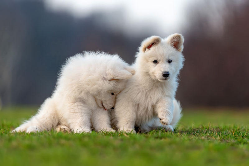Berger Blanc Suisse - Weisser Schäferhund