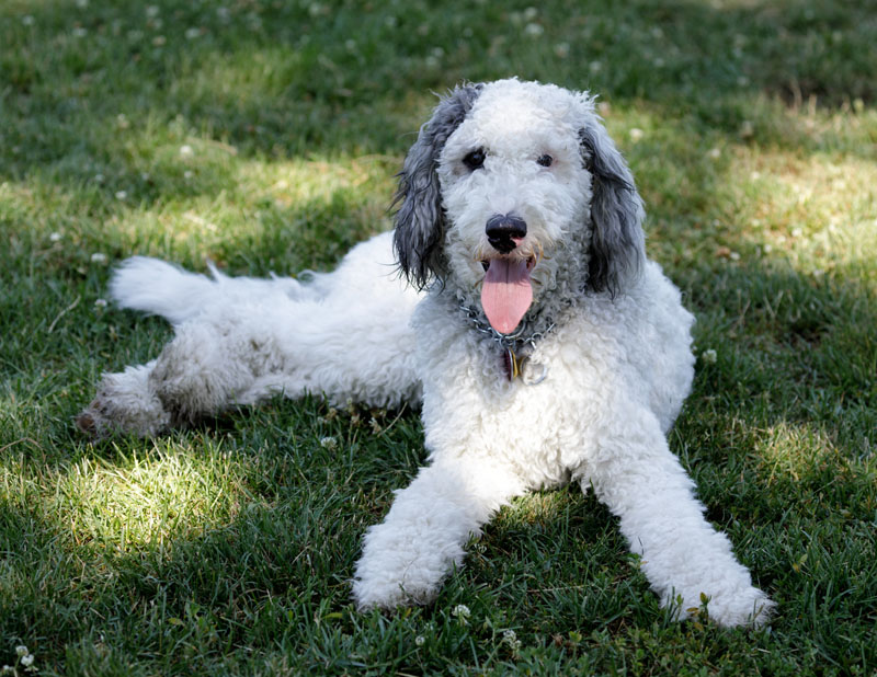 Bernedoodle in der Pubertät