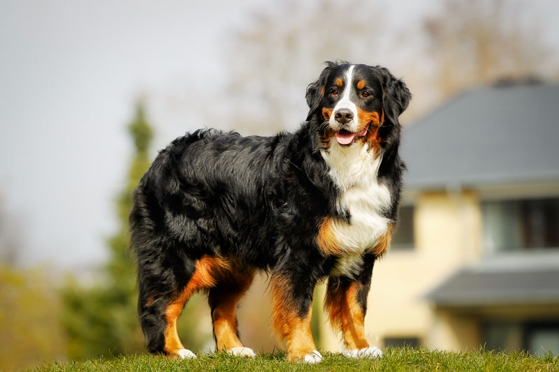 Berner Sennenhund Portrait