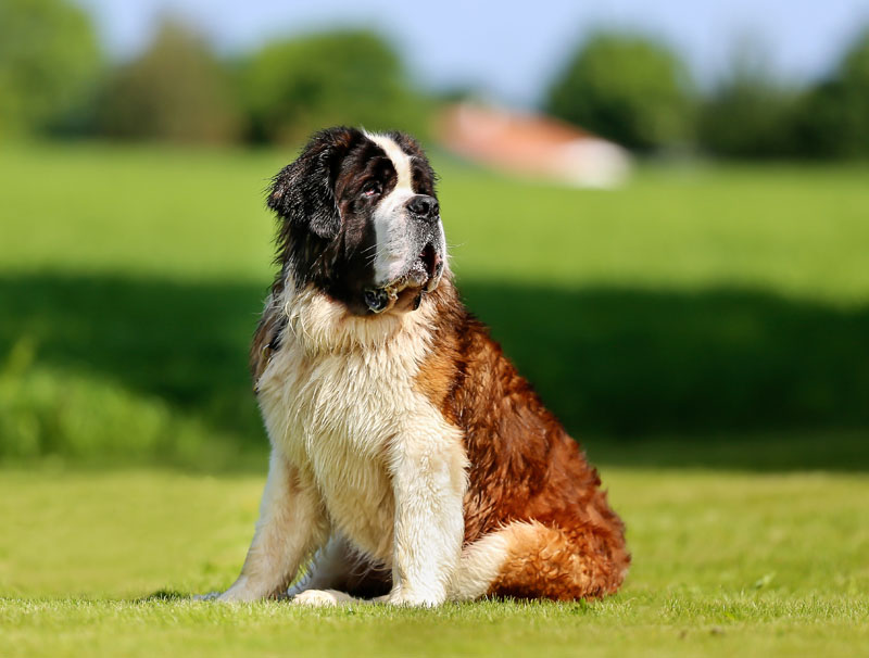 Bernhardiner - Wachhund hütet den Hof