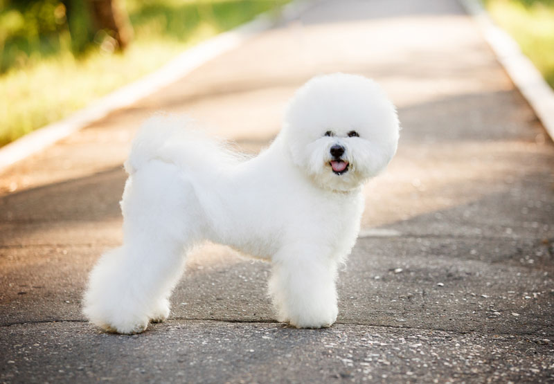 Bichon Frisé - Weisser kleiner Hund