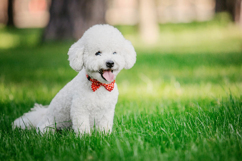 Bichon Frisé - Kleine freche Hunderasse