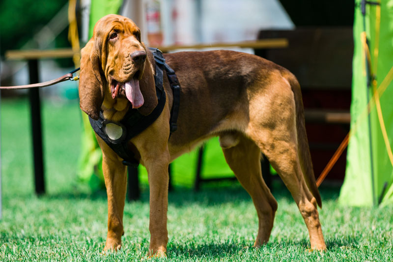 Bloodhound - Schlappohr Hunderasse mit Herz