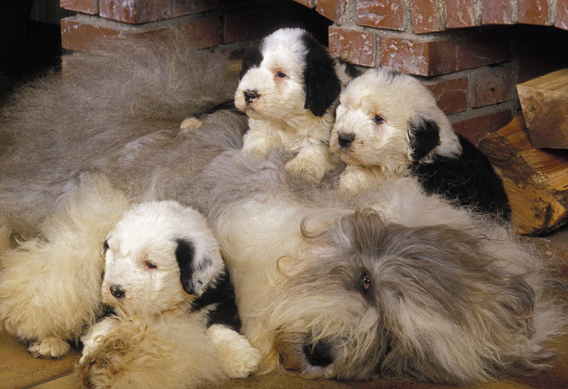 Bobtail (Old English Sheepdog) Hund