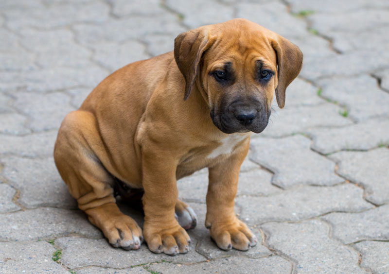 Boerboel - Kleiner Welpe sitzt auf Steine