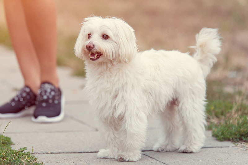 Bologneser Bichon - Weisser Hund