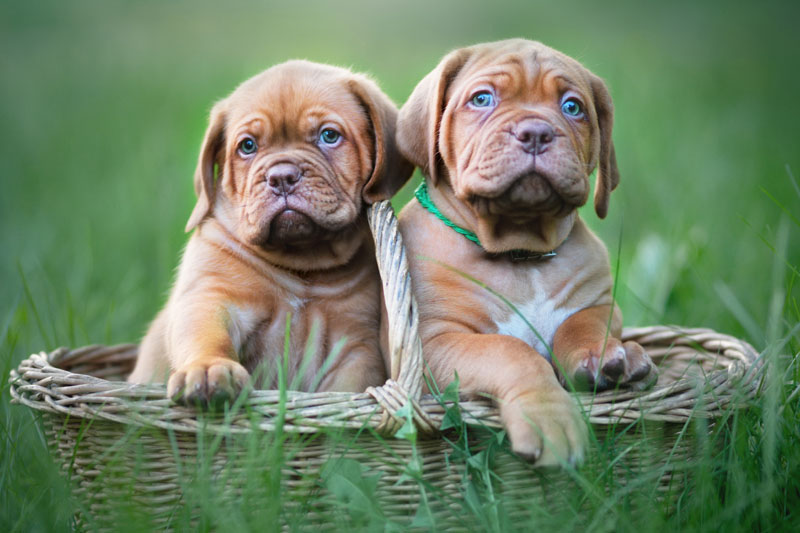 Hunderasse Bordeauxdogge bzw. Bordeaux Dogge