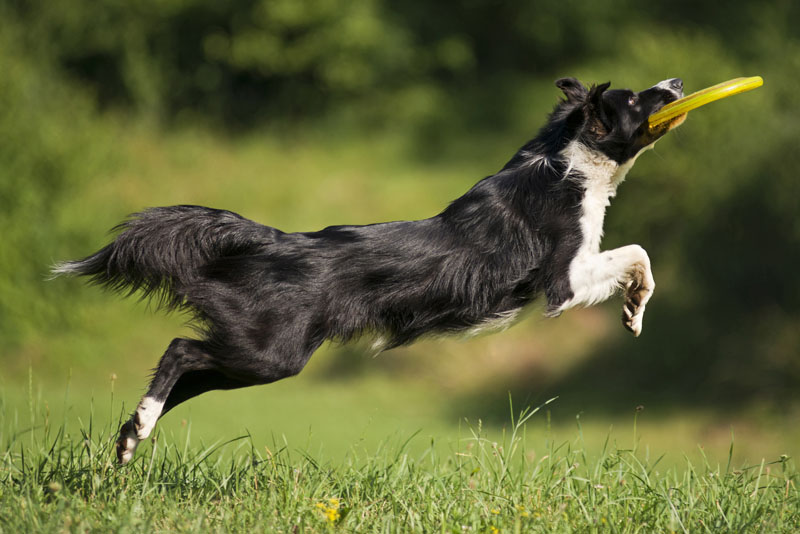 Schwarzer Border Collie springt hoch