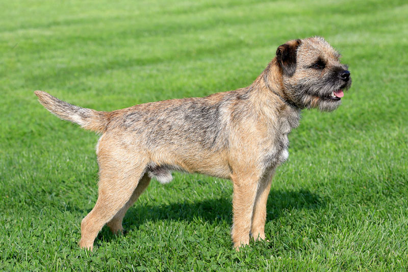 Border Terrier wartet auf der Wiese