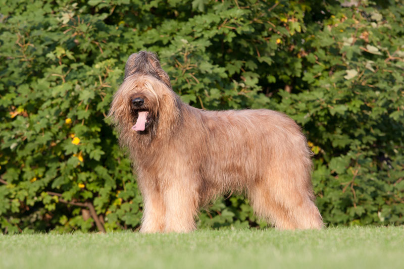 Briard (Berger de Brie) - Langhaar Hunderasse