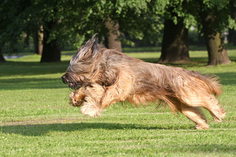 Rennender Hund - Briard (Berger de Brie)