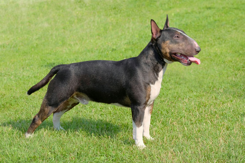 Bull Terrier - Listenhund - Kampfhund