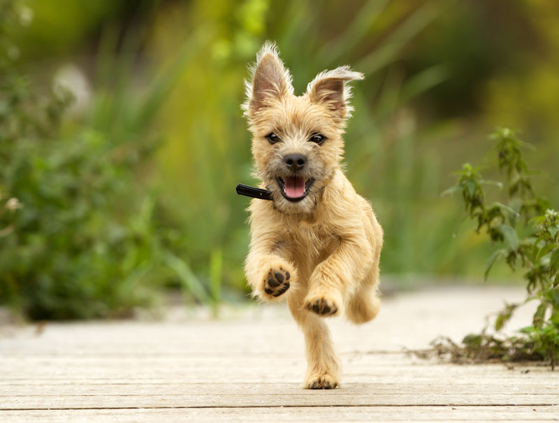 Cairn Terrier Welpe