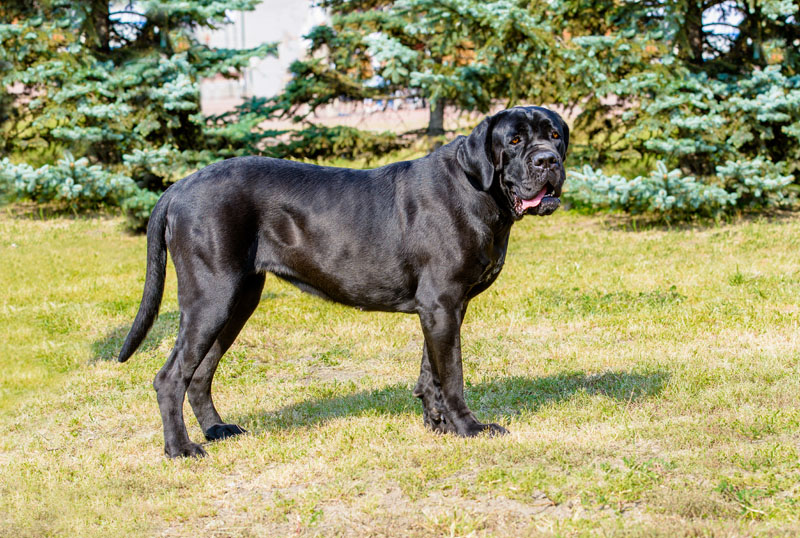 Cane Corso Italiano Schwarz