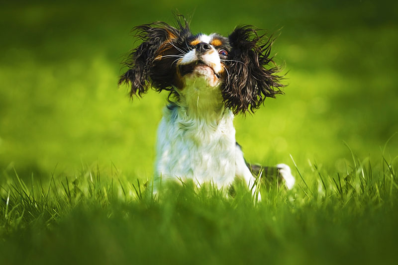 Cavalier King Charles Spaniel