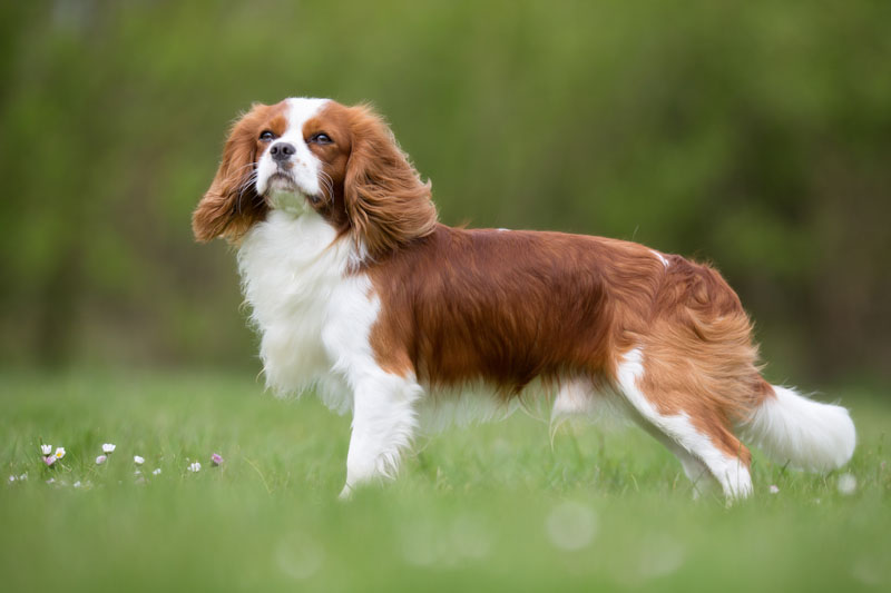 Hunderasse Cavalier King Charles Spaniel steht auf der Wiese