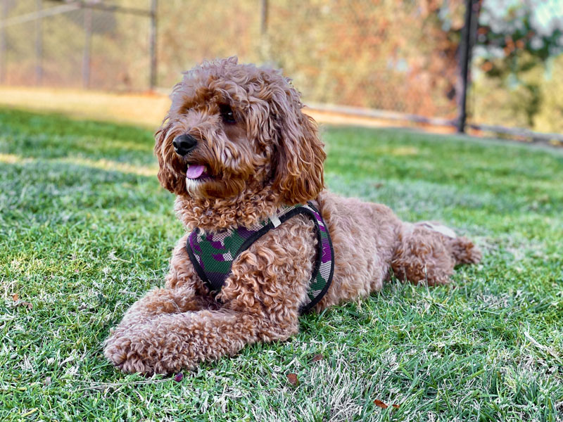 Cavapoo - kleiner knuddeliger Hund