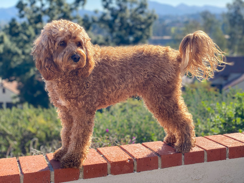 Cavapoo-Hund draußen im Garten, Mischling aus Cavalier King Charles Spaniel und Pudel