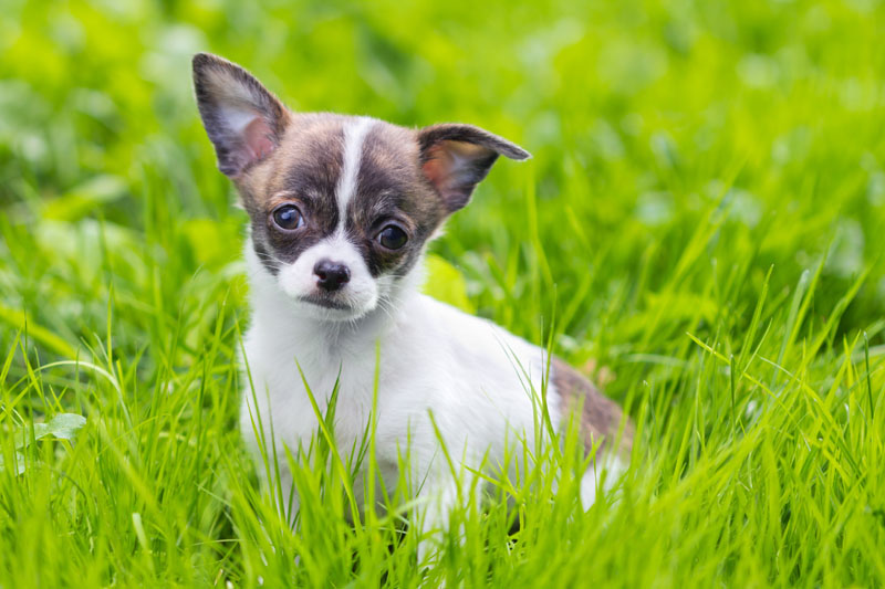 Chihuahua - bekannt als flippiger Hund