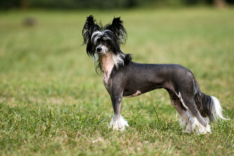 Chinesischer Schopfhund - Modehund aus China