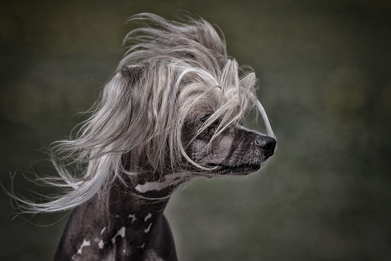 Chinesischer Schopfhund - Hunderasse mit Charme