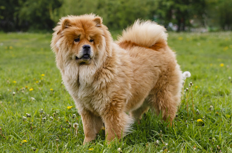 Der wuschelige Chow Chow - Braun