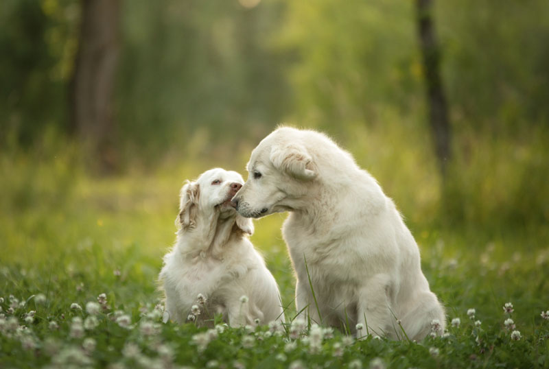 Clumber Spaniel - entspannter Familienhund 